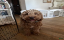 Goldendoodle dogs for sale: Jason - Image 6