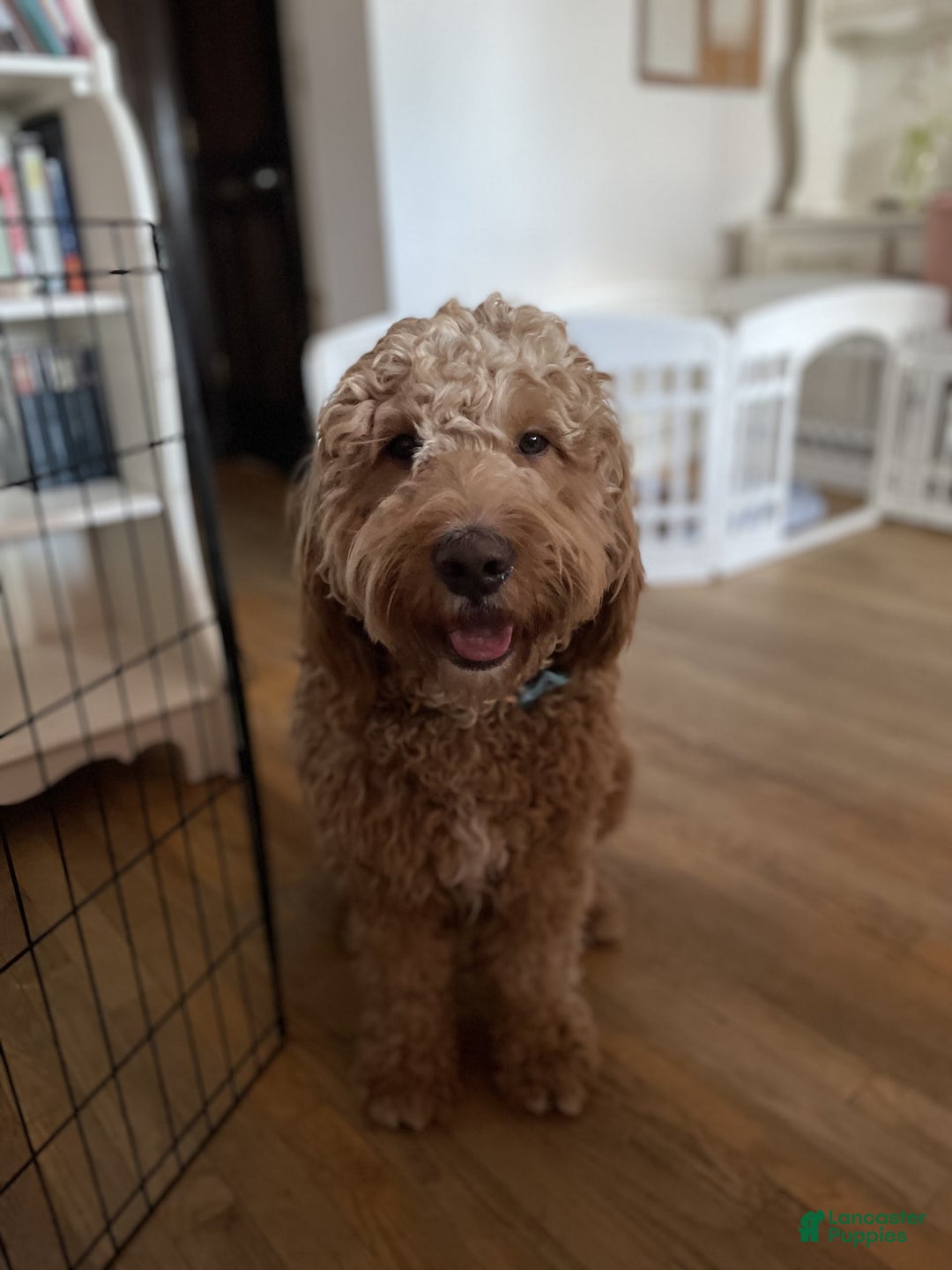 Goldendoodle dogs for sale: Jason - Image 6