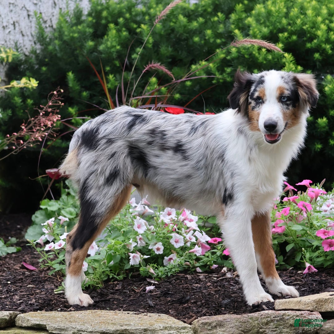Miniature Australian Shepherd dogs for sale: Washington - Image 13