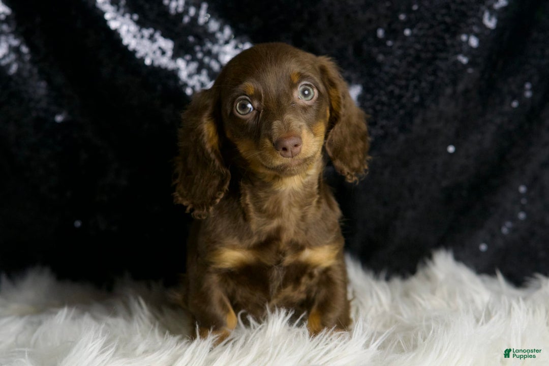 Miniature Dachshund dogs for sale: Heidi - Image 2