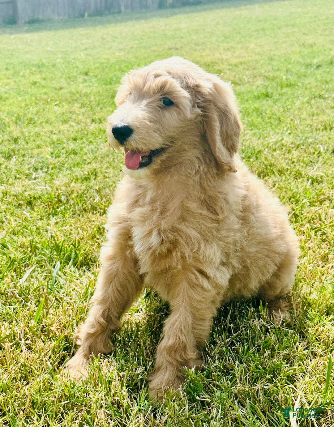 Goldendoodle dogs for sale: Aura - Image 3
