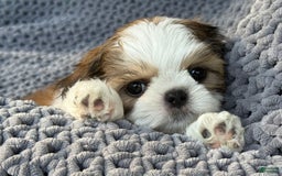 Shih Tzu dogs for sale: Ollie - Image 6