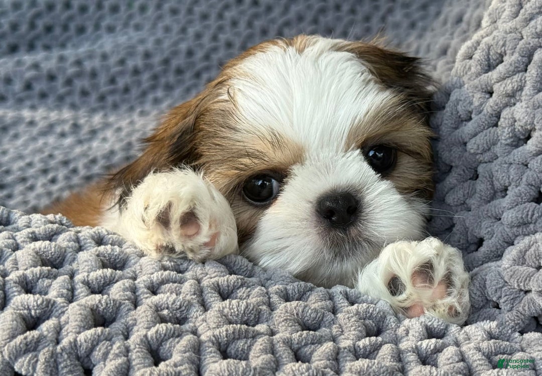 Shih Tzu dogs for sale: Ollie - Image 6