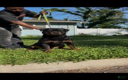Rottweiler dogs for sale: Pink Female - Image 6