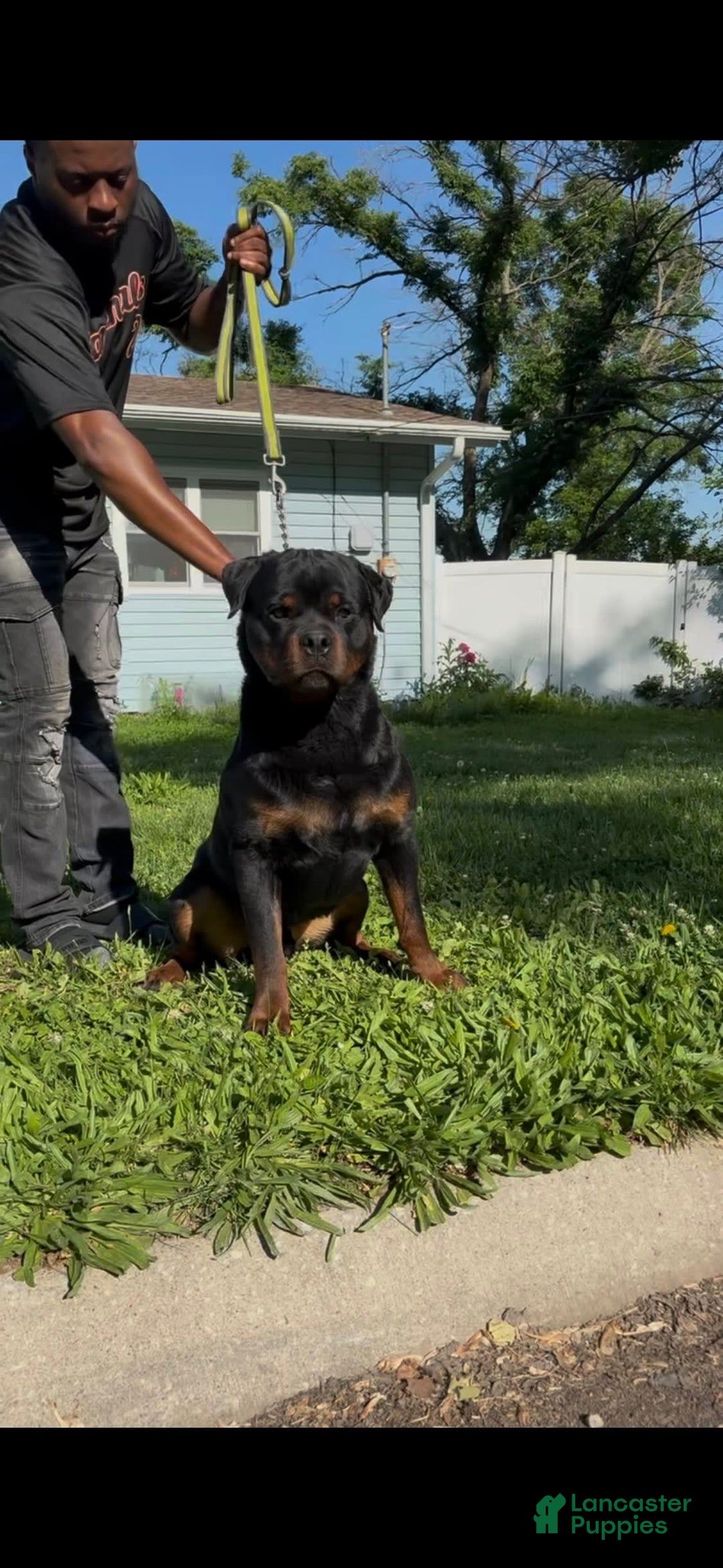 Rottweiler dogs for sale: Pink Female - Image 6