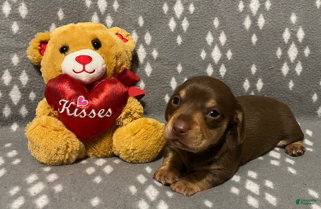 Miniature Dachshund dogs for sale: Brown And Tan Male - Image 1