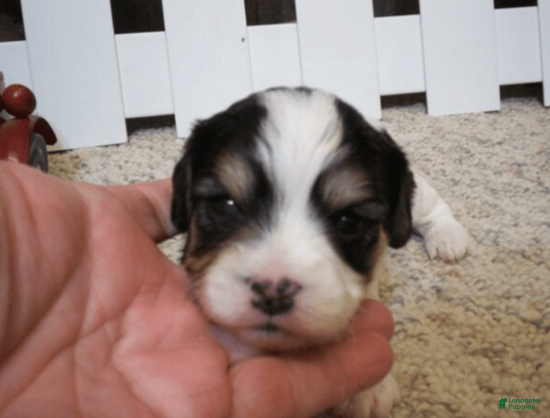 Cavachon dogs for sale: Peanut - Image 2