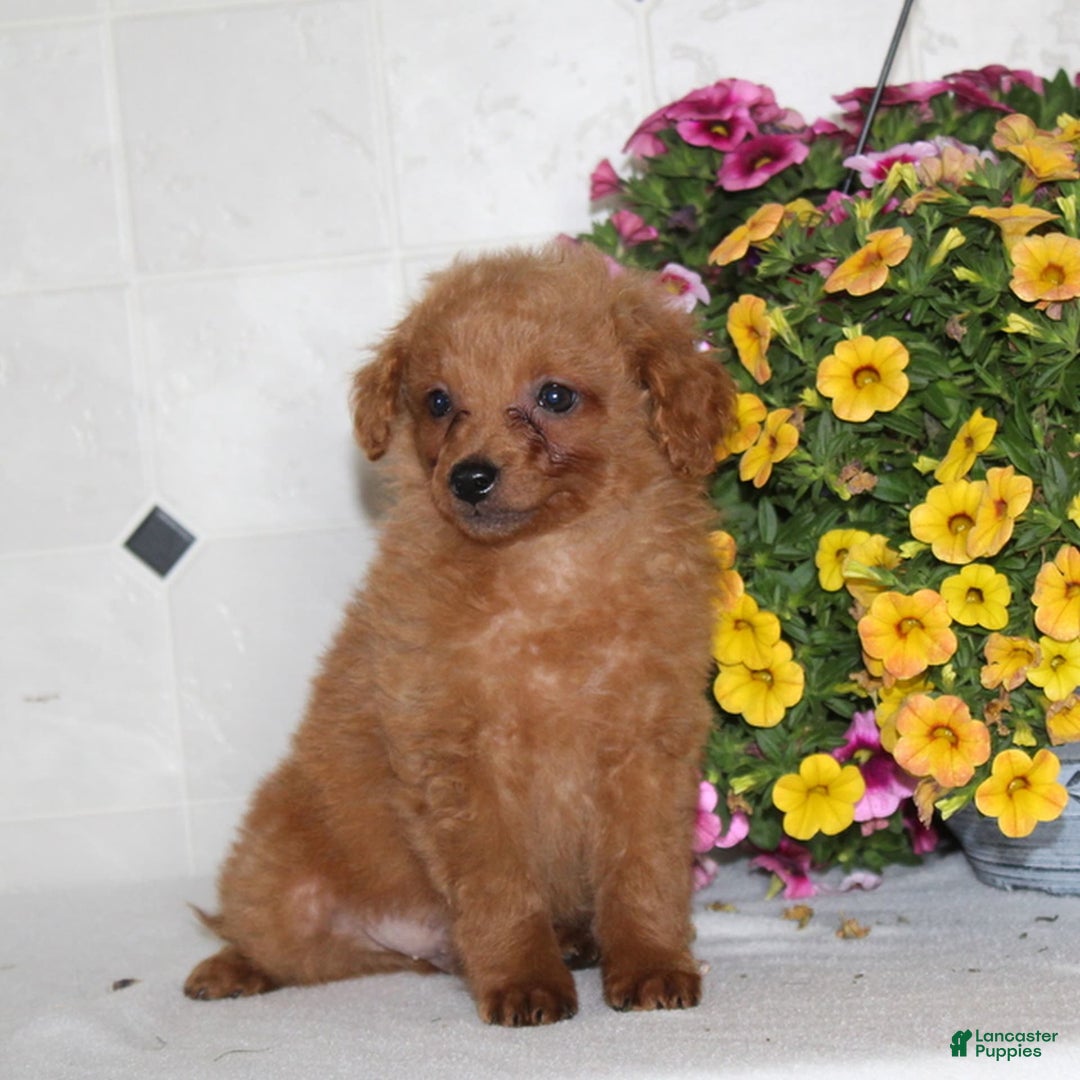 Sheltiedoodle dogs for sale: Charlie - Image 2