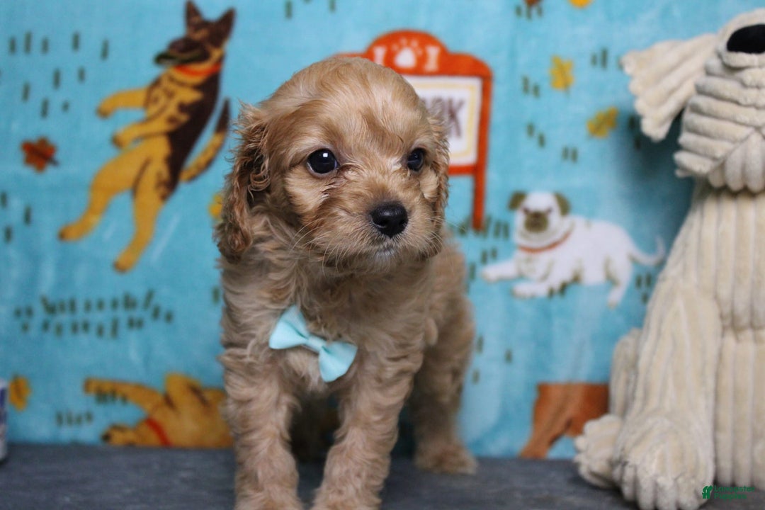 Cavapoo dogs for sale: Phoenix - Image 16