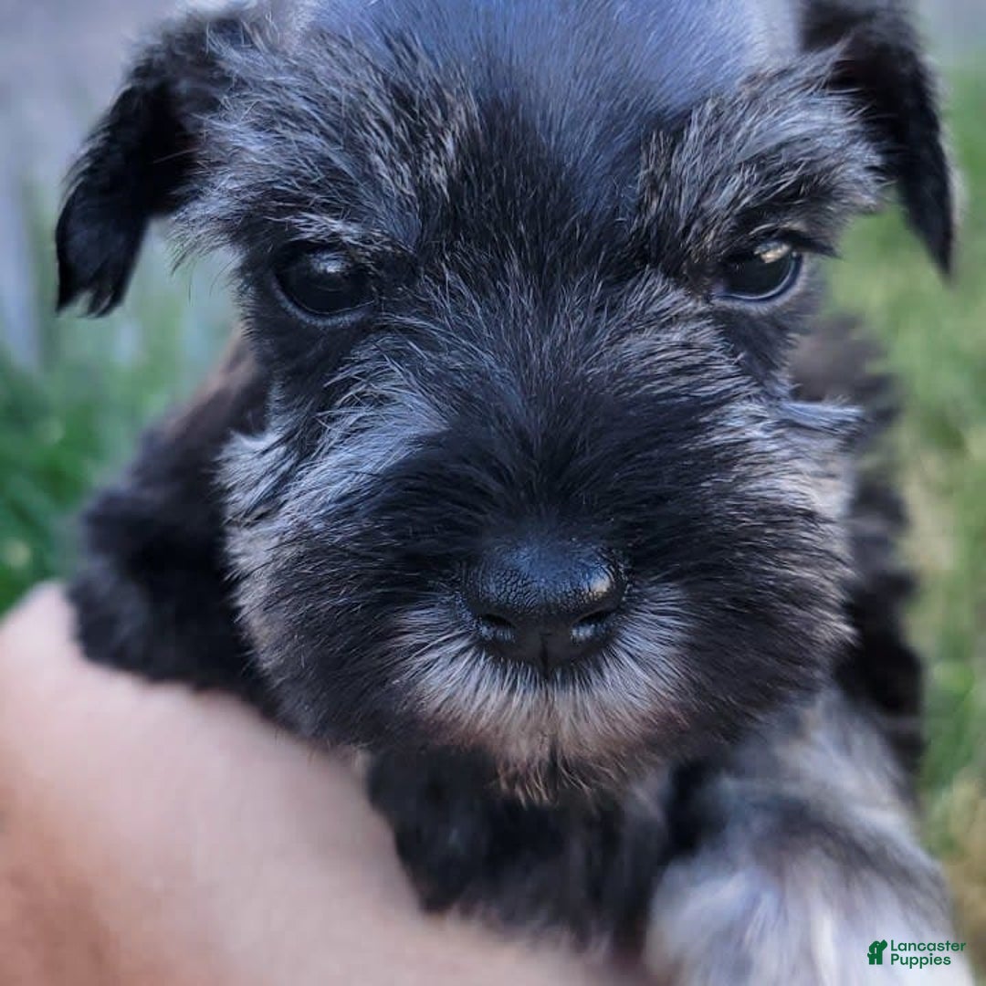 Miniature Schnauzer dogs for sale: Quill - Image 7