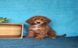 Miniature Poodle dogs for sale: Dakato - Image 6