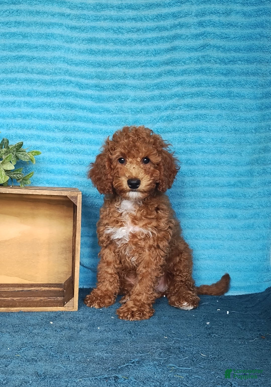 Miniature Poodle dogs for sale: Dakato - Image 6