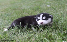 Alaskan Malamute dogs for sale: Breeze - Image 1