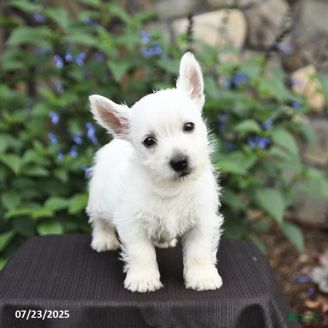 West Highland Terrier dogs for sale: Dylan - Image 3