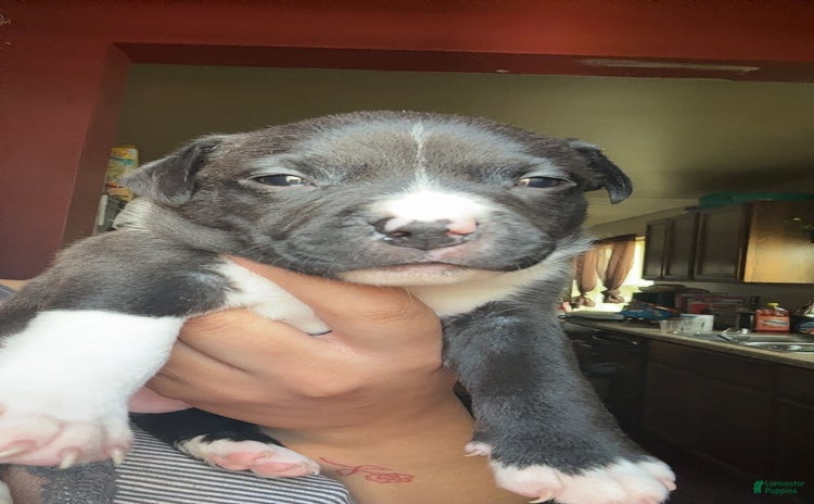 American Bulldog dogs - Advert 4