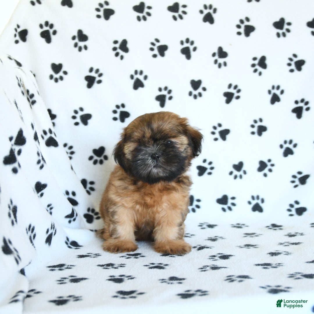 Shih Tzu dogs for sale: Leo - Image 1