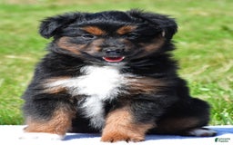 Miniature Australian Shepherd dogs for sale: Natasha - Image 2