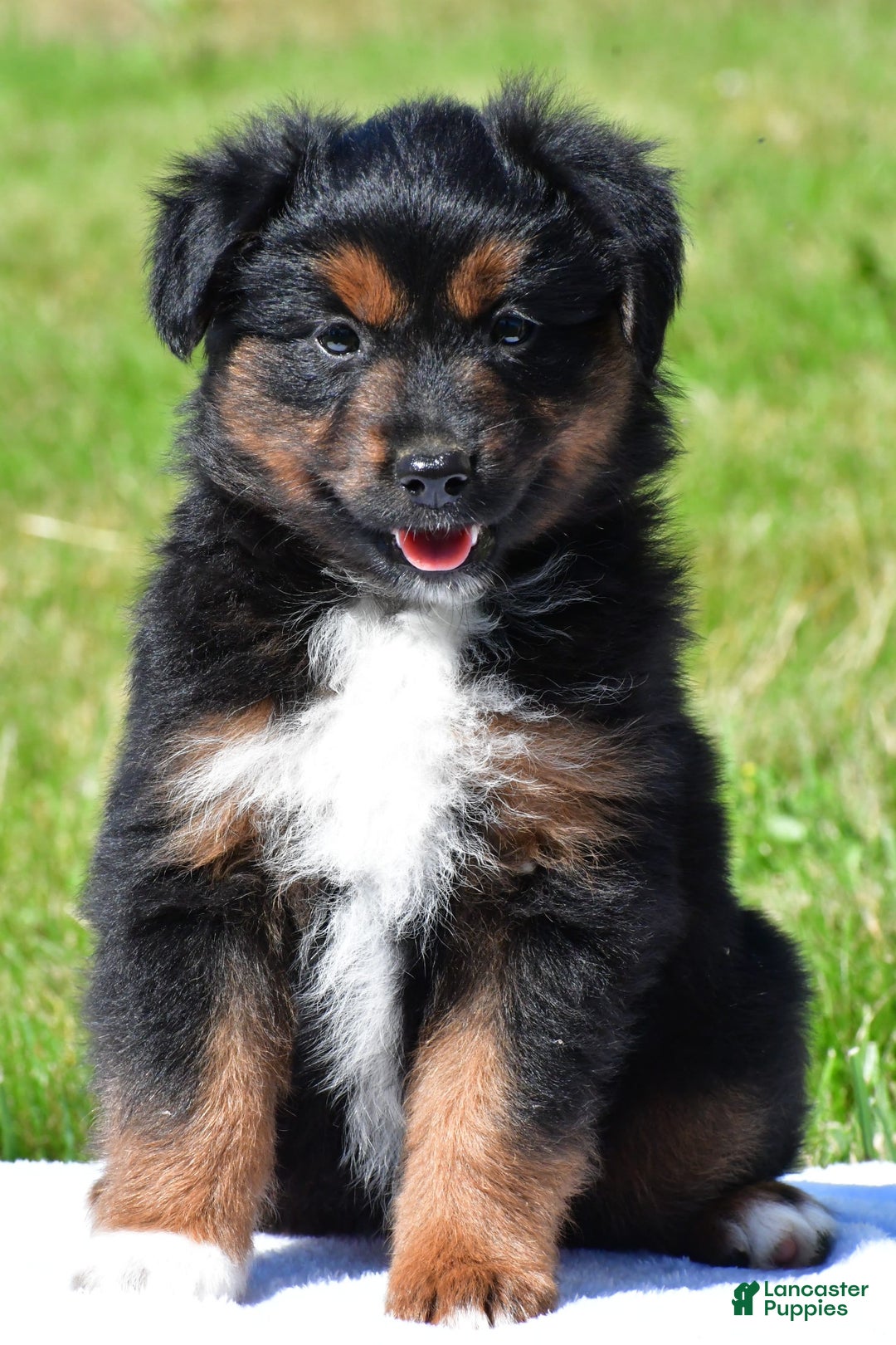 Miniature Australian Shepherd dogs for sale: Natasha - Image 2
