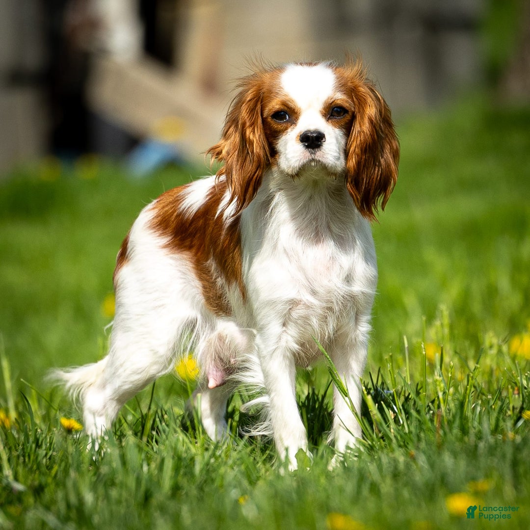 Cavapoo dogs for sale: Toby - Image 13