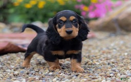 Miniature Dachshund dogs for sale: Dory - Image 2