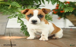 Jack Russell Terrier dogs for sale: Caramel - Image 2