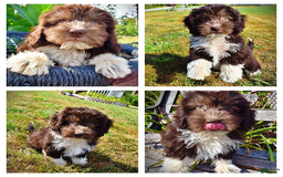 Havapoo dogs for sale: Hammie - Image 1