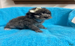 Miniature Poodle dogs for sale: Finn - Image 3