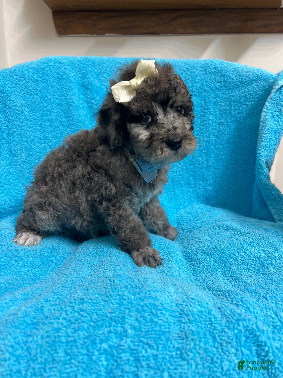 Miniature Poodle dogs for sale: Finn - Image 3