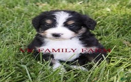 Bernedoodle dogs for sale: Falcon - Image 1