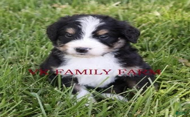 Bernedoodle dogs for sale - Ad 2