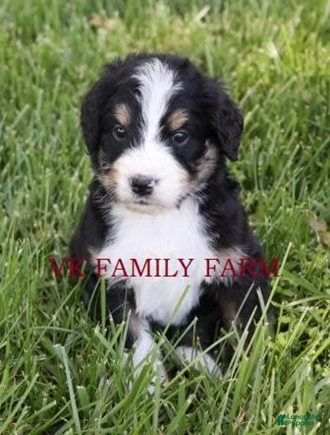 Bernedoodle dogs for sale: Falcon - Image 1
