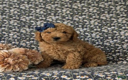  dogs for sale: Mini Goldendoodle 7 puppies - Image 11
