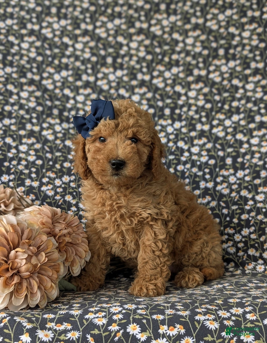  dogs for sale: Mini Goldendoodle 7 puppies - Image 11
