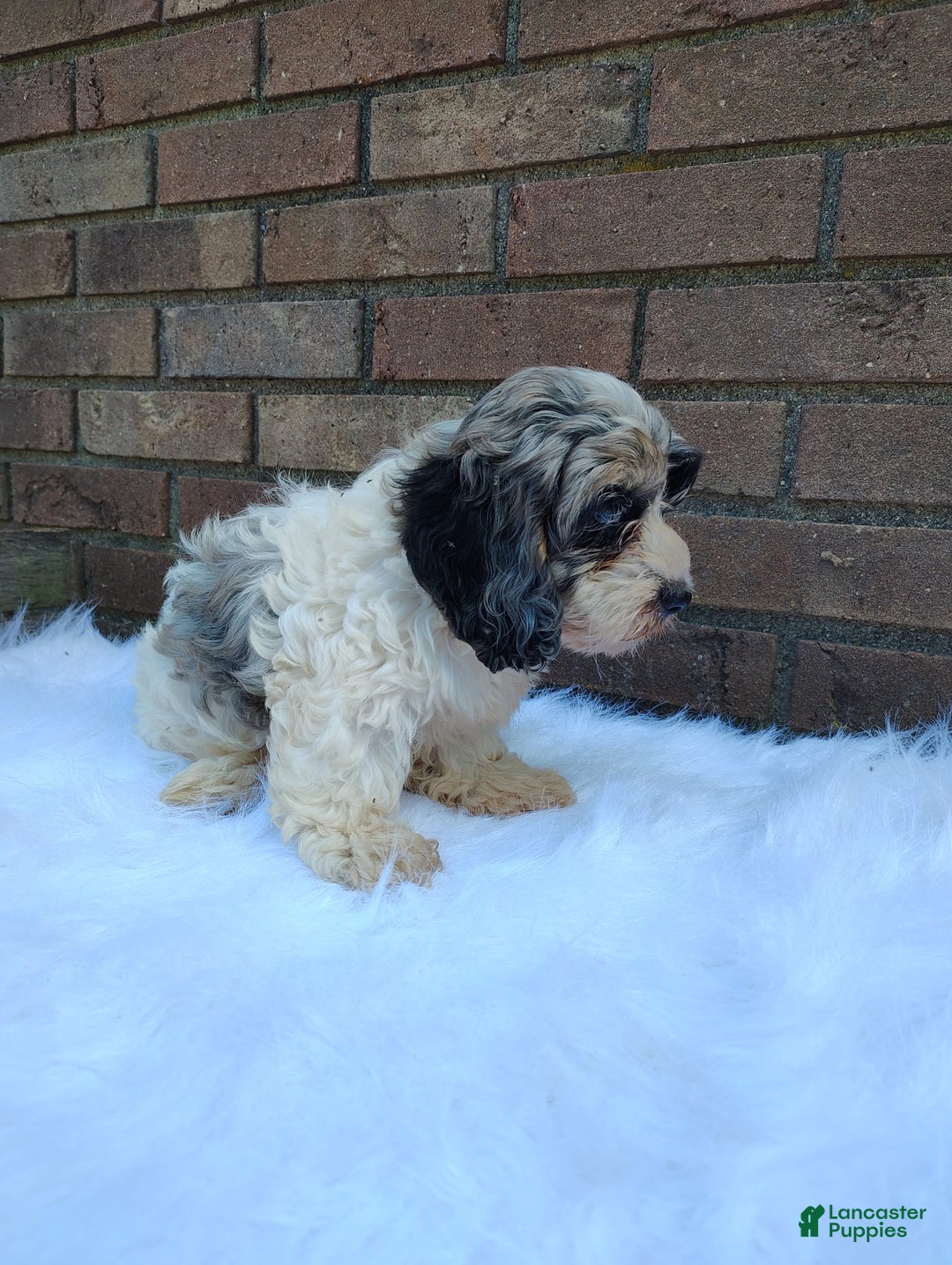 Cockapoo dogs for sale: Mary - Image 6