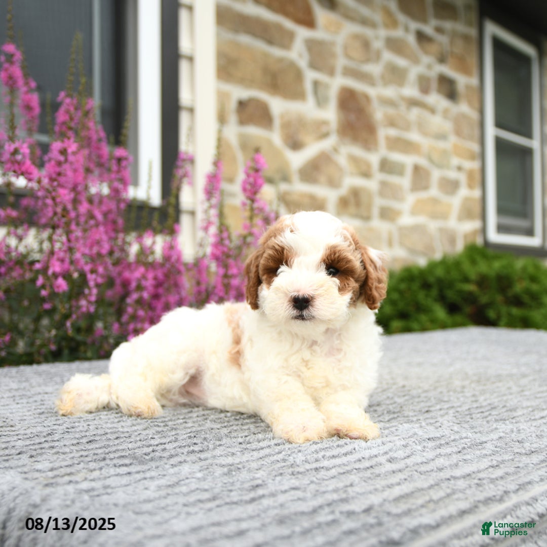 Mini Goldendoodle dogs for sale: Cassidy - Image 5