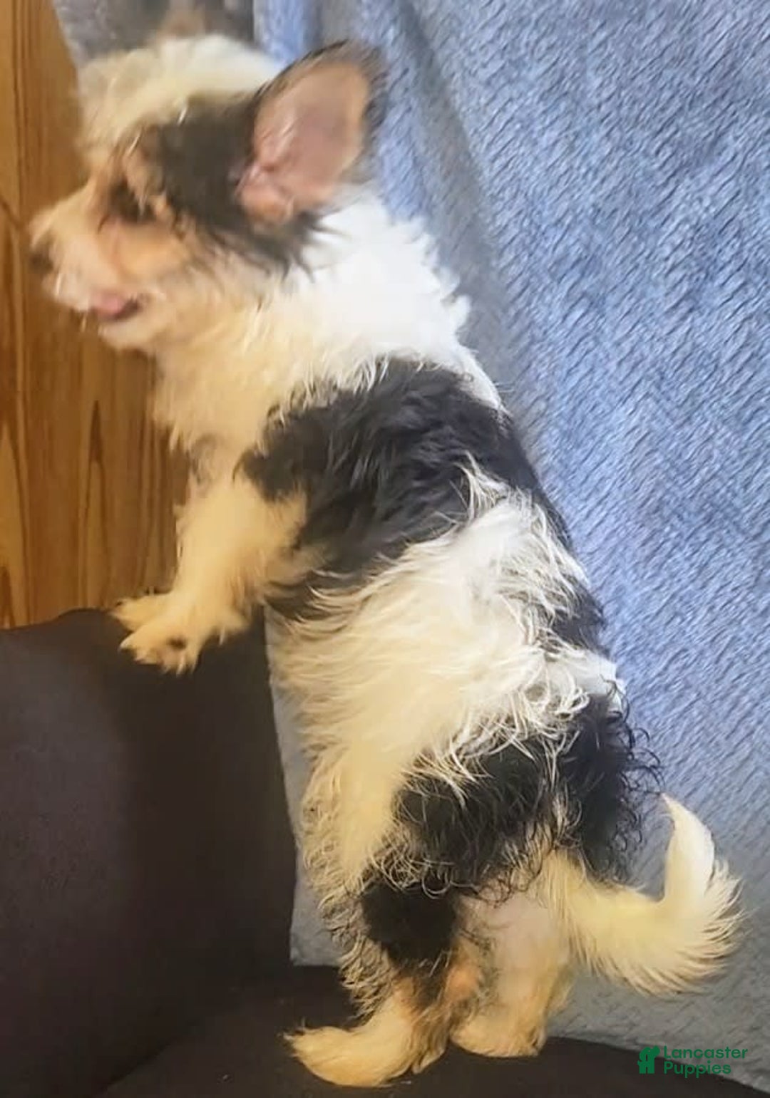 Yorkiepoo dogs for sale: Shirley - Image 3