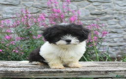 Malshi dogs for sale: Cookies N Cream - Image 6