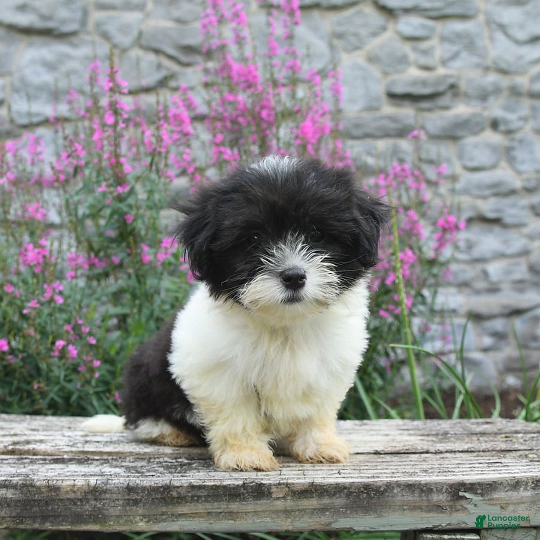 Malshi dogs for sale: Cookies N Cream - Image 6