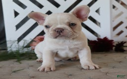 French Bulldog dogs for sale: Kasper - Image 1
