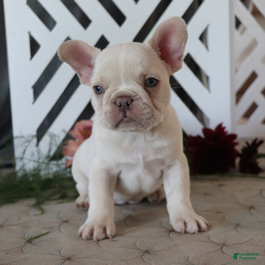 French Bulldog dogs for sale: Kasper - Image 1