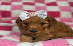 Mini Goldendoodle dogs for sale: Romi - Image 4