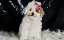 Maltipoo dogs for sale: Daisy - Image 4