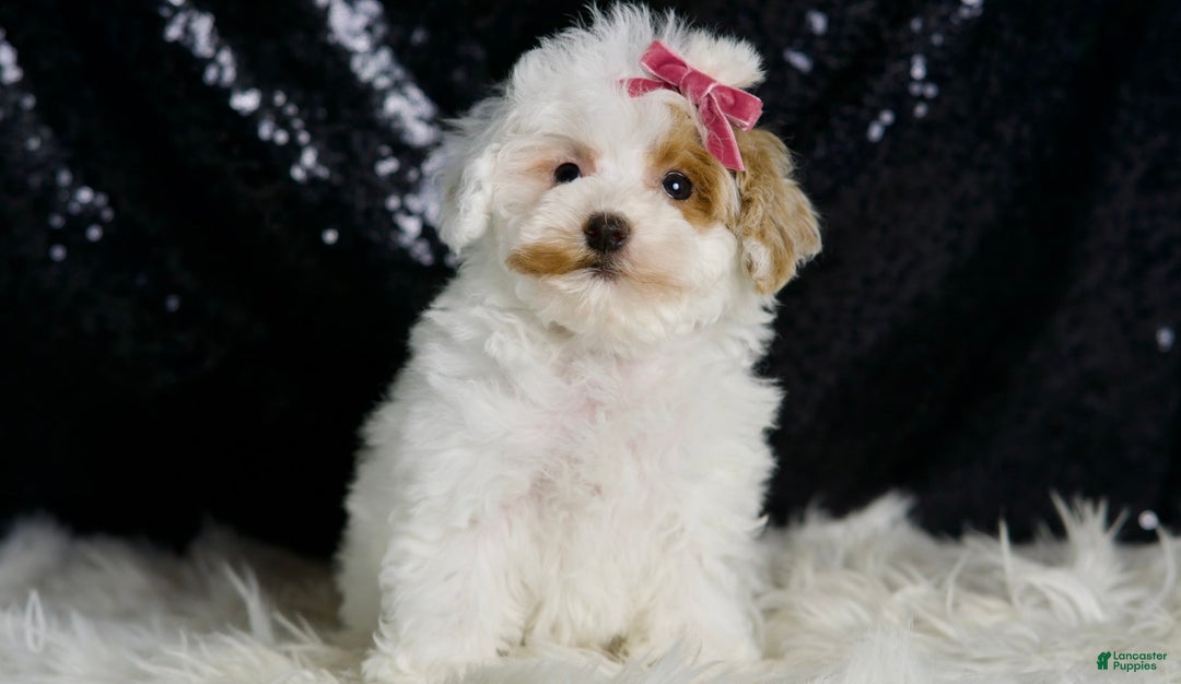 Maltipoo dogs for sale: Daisy - Image 4