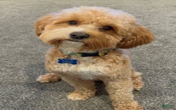 Cavapoo dogs for sale: Freesia - Image 4