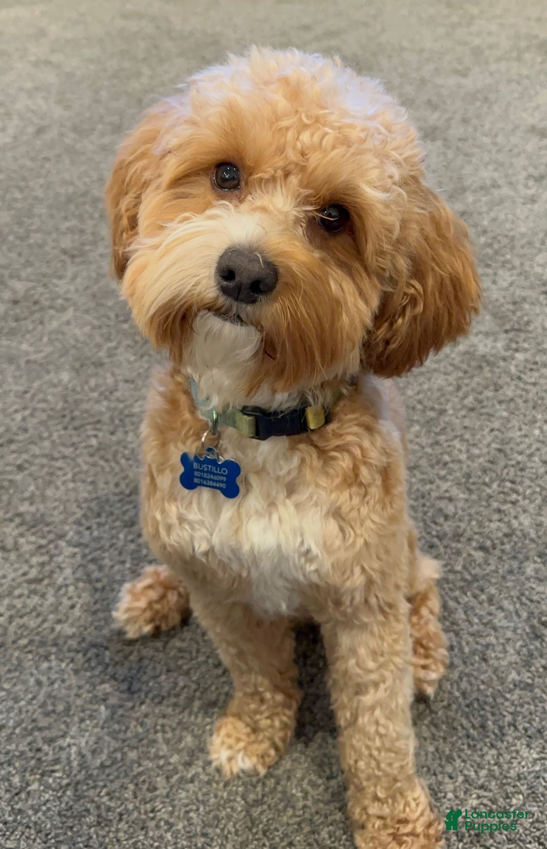 Cavapoo dogs for sale: Freesia - Image 4