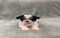 Morkie dogs for sale: Pink - Image 2