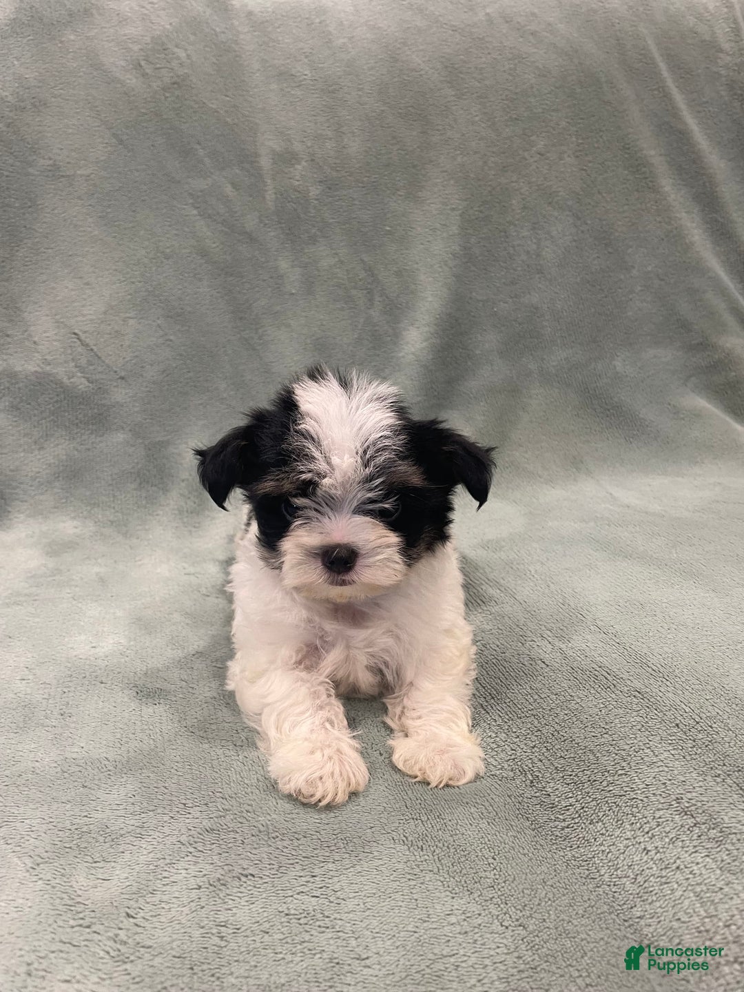 Morkie dogs for sale: Pink - Image 2