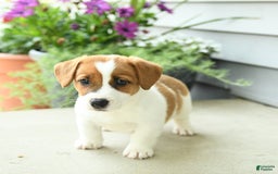Jack Russell Terrier dogs for sale: Starburst - Image 1