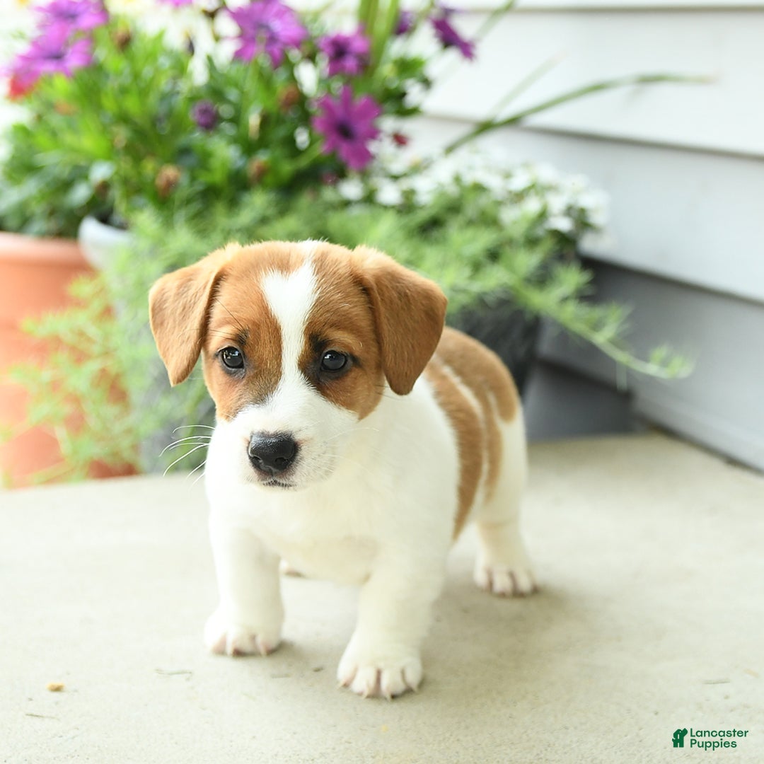 Jack Russell Terrier dogs for sale: Starburst - Image 1