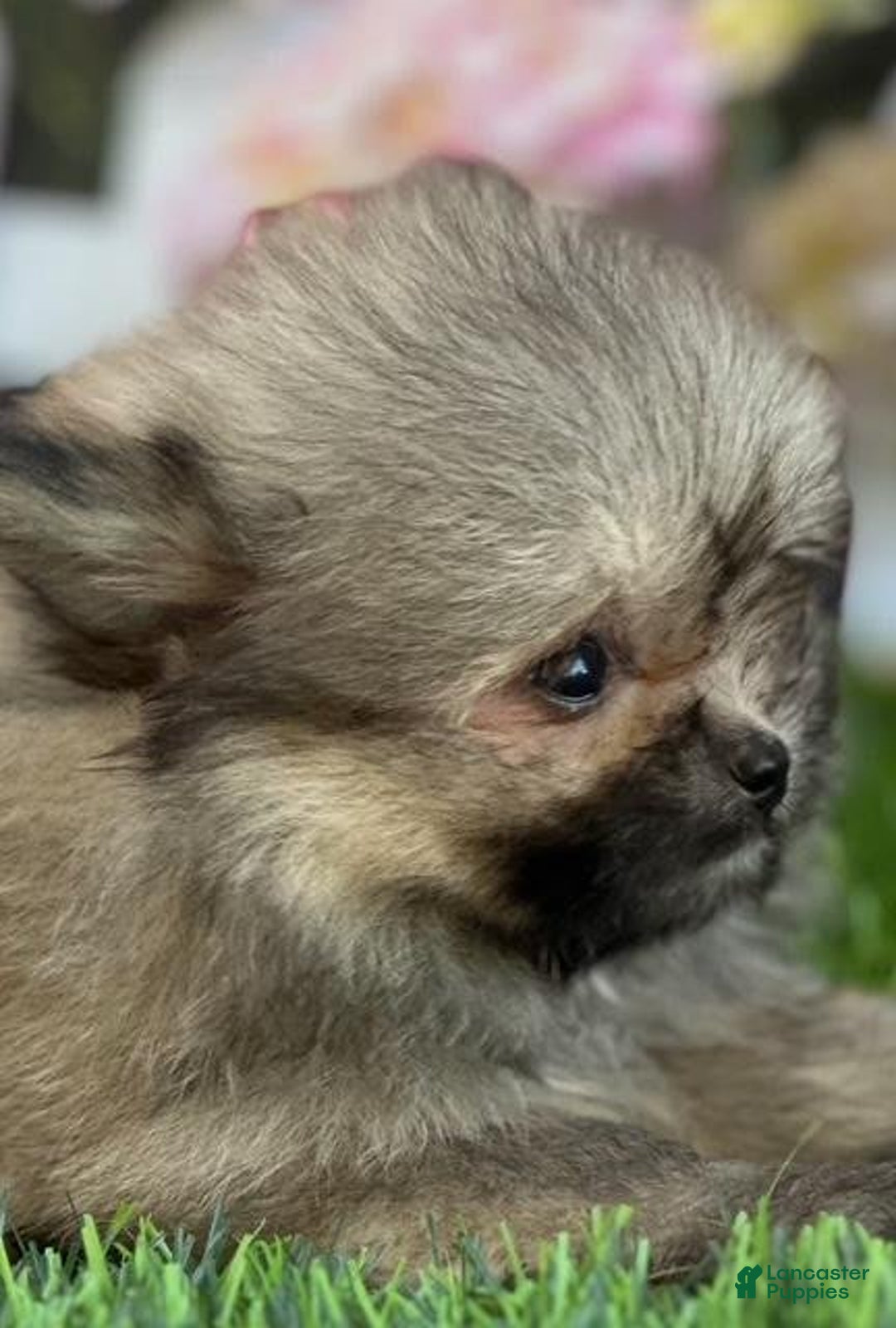 Pomeranian dogs for sale: Danny - Image 2